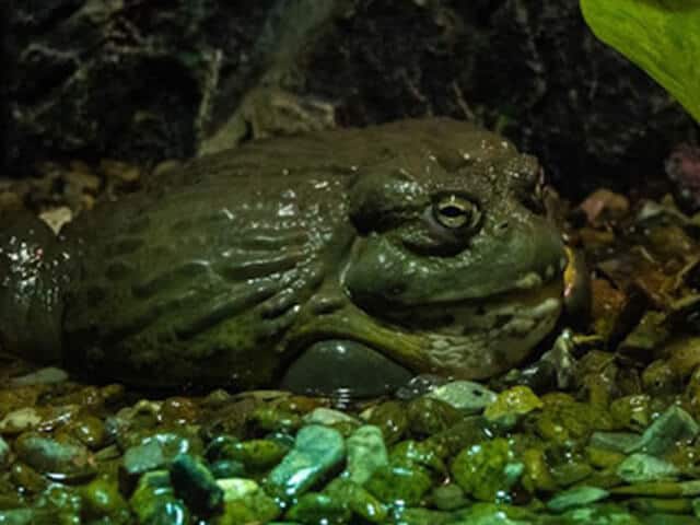 En Afrikansk oxgroda på London Zoo 