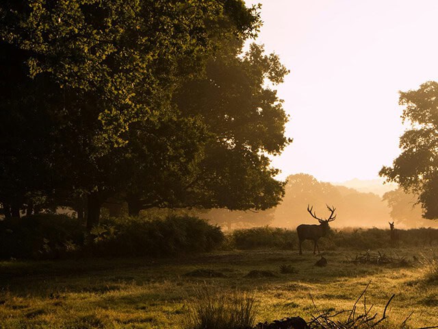 Richmond Park