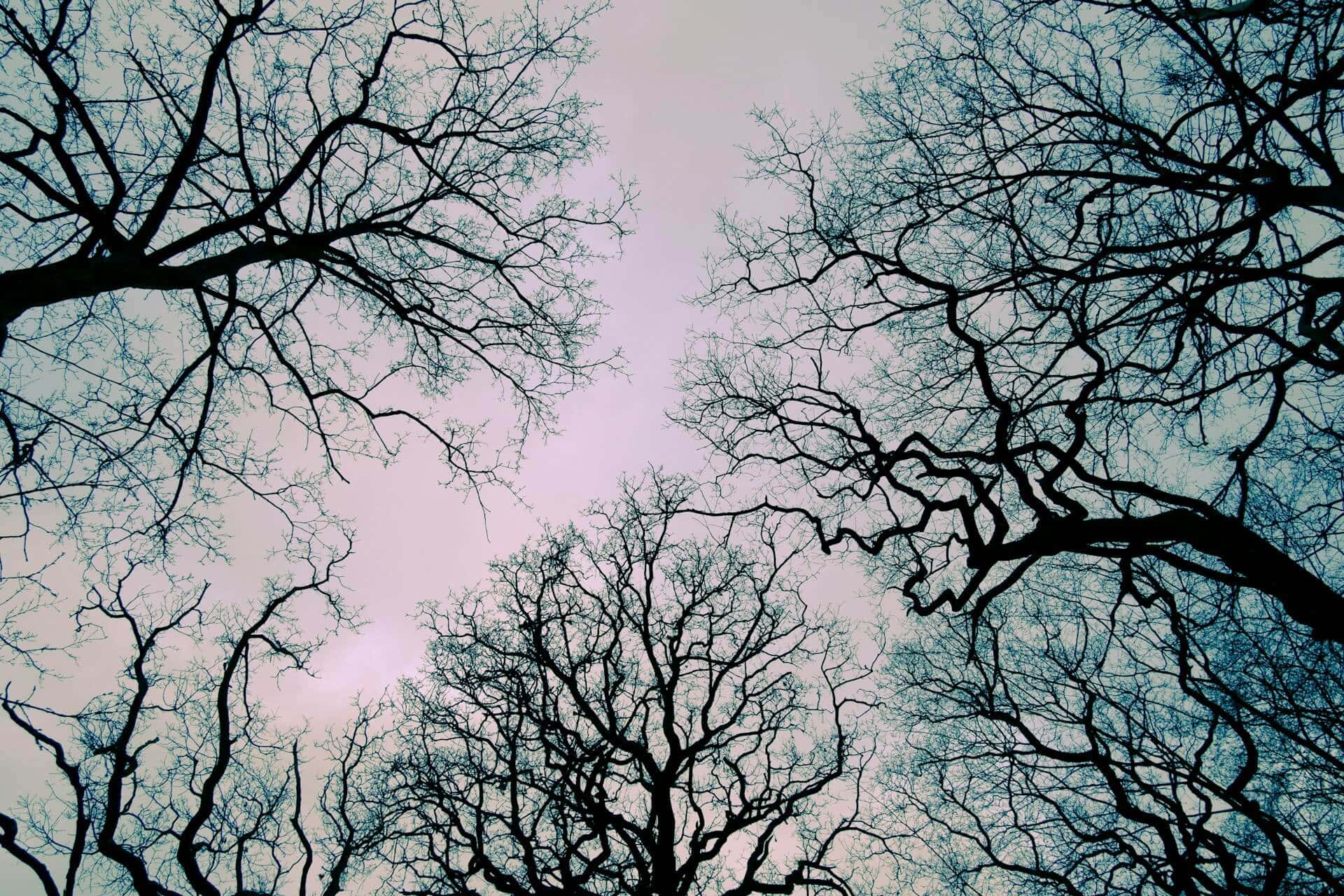 Redbridge huvudbild Upptäck Redbridge och dess vackra natur.